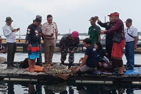 TNI AL Telusuri Dugaan Penyelundupan 43 Ekor Penyu Hijau di Perairan Jembrana