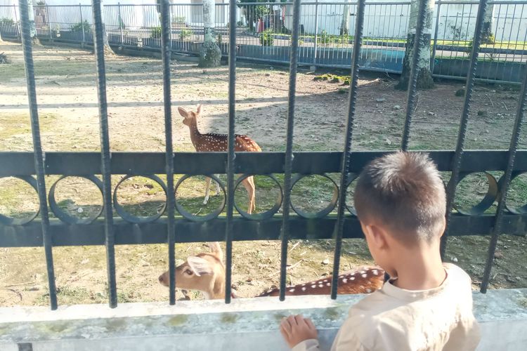 Rusa tutul di pekarangan rumah dinas wali Kota Pangkalpinang, Kepulauan Bangka Belitung, Senin (15/4/2024).