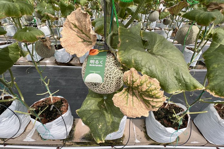 Kebun Melon Akaruku Hydrofarm di Tangerang.