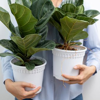 Tanaman hias fiddle leaf fig atau ara biola. 