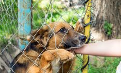 Kasus Rabies pada Anak di Indonesia Tinggi, Apa Penyebabnya? 