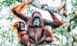 Upaya ANJ Lindungi Keanekaragaman Hayati Indonesia