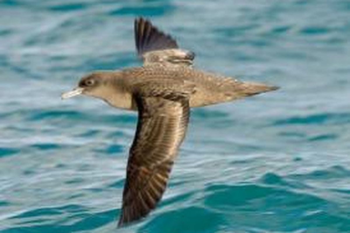 Burung laut shearwater