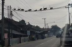 Kawanan Monyet Liar Melintasi Permukiman Warga di Soreang