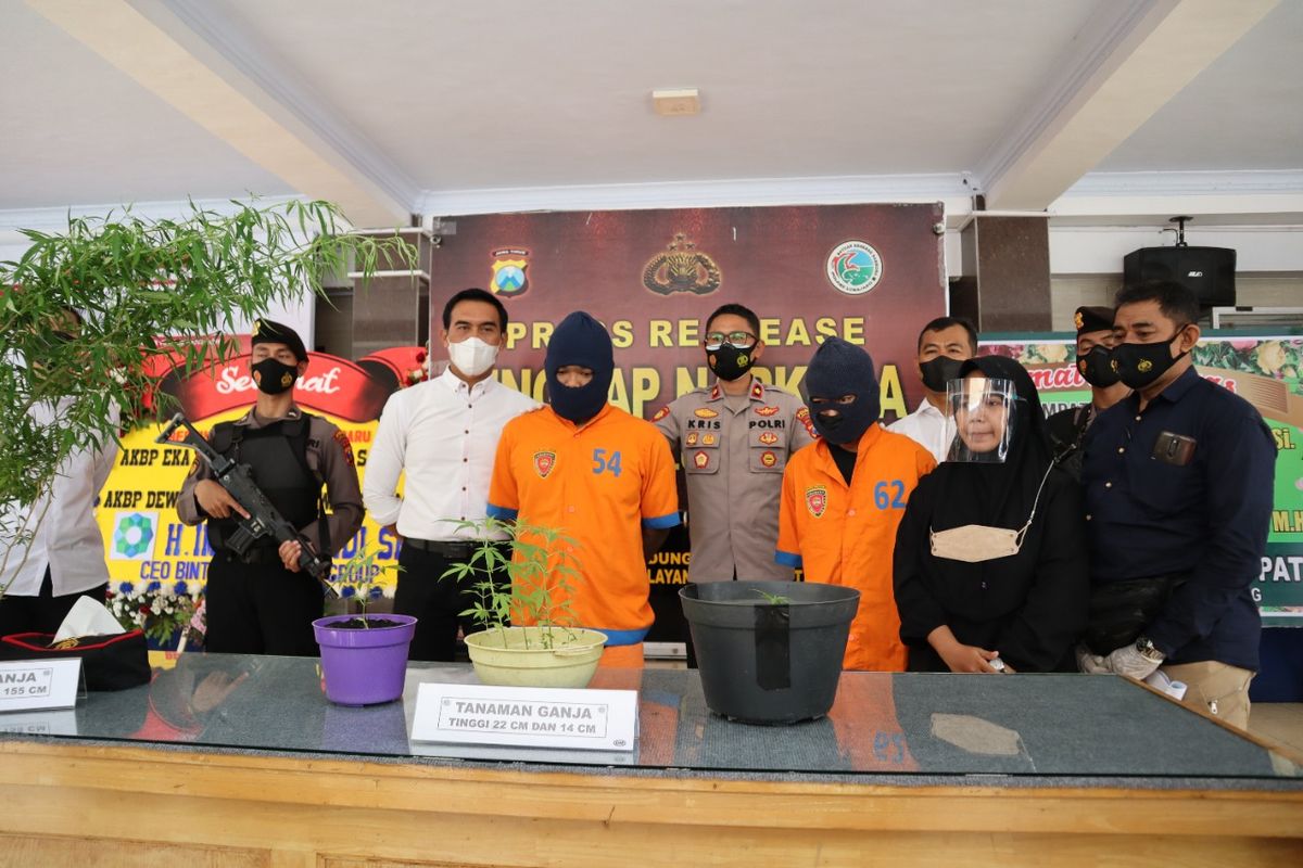 Dua pemuda tanam ganja di halaman rumah di perlihatkan kepada media dalam konferensi pers di Mapolres Lumajang, Kamis (10/2/2022)