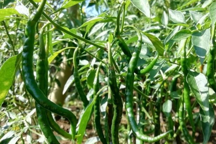 Ilustrasi Cabai Keriting Lokal