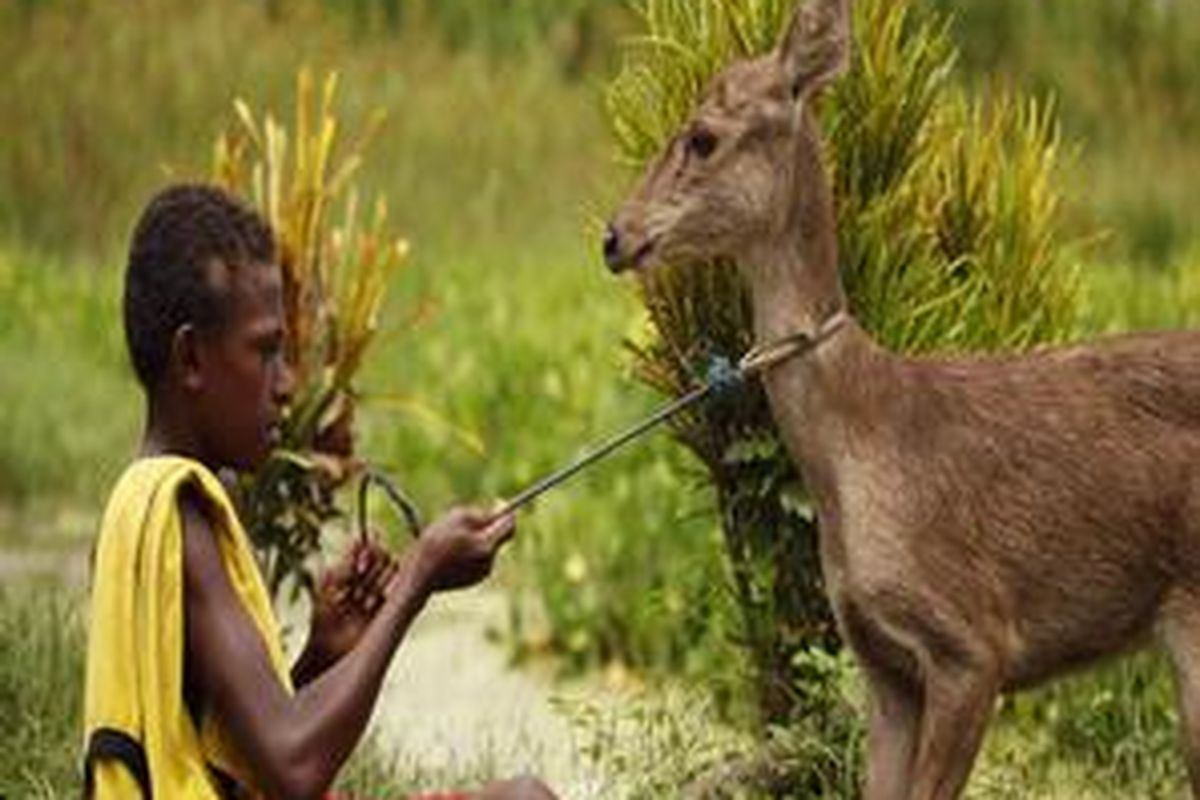 Lukas Leptumun warga Serapuh, Merauke bersama rusa peliharaannya, Jumat (8/4/2011).