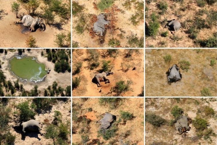 Gambar penampakan ratusan bangkai gajah mati di Botswana, Afrika. Penyebab kematian misterius akhirnya terungkap.