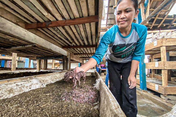 Peternak sapi asal Kampung Areng, Desa Cibodas, Kecamatan Lembang, Kabupaten Bandung Barat (KBB), Jawa Barat membudidaya cacing dari limbah kotoran sapi, Jumat (22/8/2025).