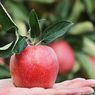 Apel dan Alpukat, Buah yang Dapat Bantu Turunkan Kolesterol