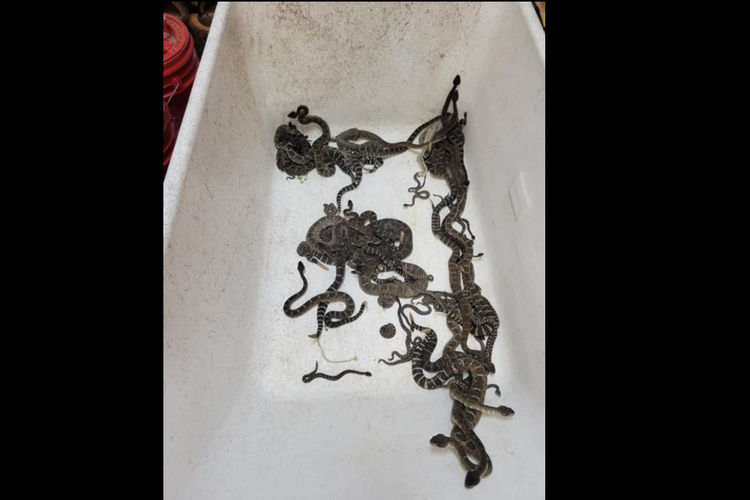 Beberapa ekor ular derik yang ditemukan oleh seorang penyelamat hewan di California, Al Wolf, dari sebuah rumah di North Bay, California, AS.