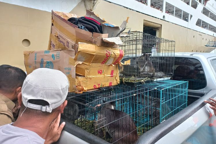 Tujuh ekor kanguru Papua yang akan diselundupkan ke Surabaya berhasil digagalkan aparat Polsek Pelabuhan Ambon dan petugas BKSDA Maluku di atas KM Dobonsolo saat bersandar di pelabuhan Ambon, Senin (15/5/2023)