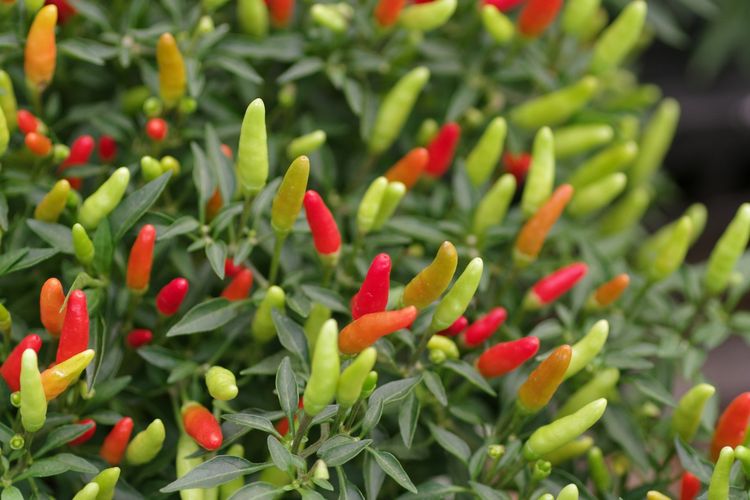 Cara Menanam Cabai di Pot, Cocok untuk Pencinta Sambal