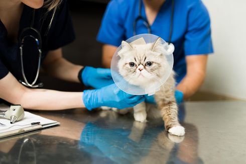 Steril Kucing atau Vaksin, Mana yang Perlu Didahulukan?