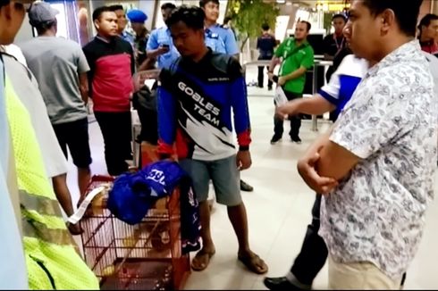 Hilangnya Burung Kacer di Bagasi Garuda, Seharga Rp 150 Juta hingga Tempuh Jalur Hukum