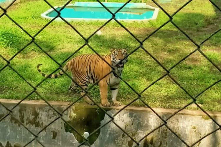 
Keterangan gambar,
Seekor harimau benggala sedang memamerkan taringnya di kebun binatang Medan.