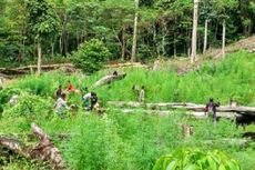 Polisi Temukan 9 Hektar Ladang Ganja di Aceh Besar