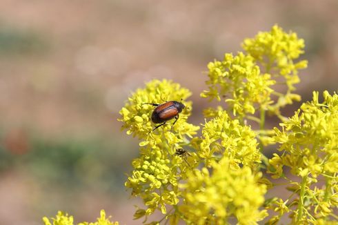 Ciri-ciri Bunga yang Penyerbukannya Dibantu oleh Kumbang