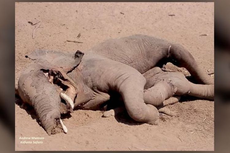 Seekor gajah mati ditemukan menindihi buaya mati.