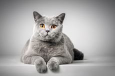 7 Fakta Menarik Kucing British Shorthair, Ras Kuno dan Hampir Punah