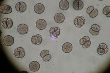 15 Struktur Sel Hewan Beserta Fungsinya dalam Keberlangsungan Hidup-Nya!