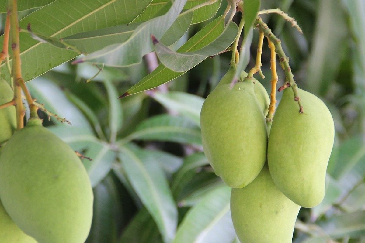 Ilustrasi tanaman mangga, pohon Mangga. 