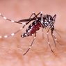 [KLARIFIKASI] Nyamuk Rekayasa Genetika Bukan untuk Lawan Virus Corona  