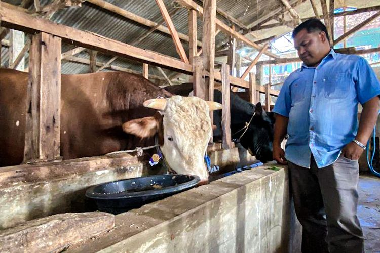 Mayor, Sapi Kurban Presiden Prabowo Berbobot 1 Ton, Bakal Disembelih di Gununghalu