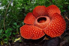 Mengenal Rafflesia Arnoldii, Bunga Terbesar dan Terbau di Dunia dari Indonesia