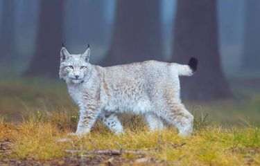 Ciri dan karakteristik Lynx.