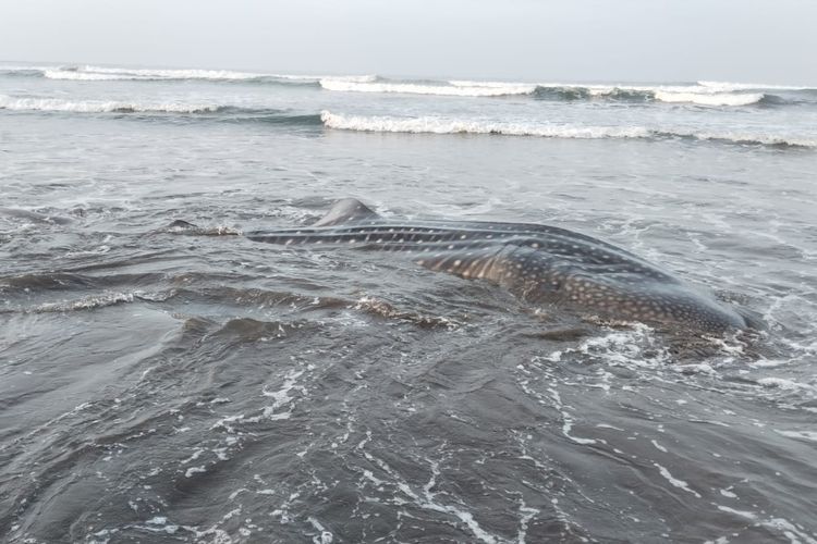 Hiu Tutul 1 Ton Terdampar di Pantai Cilacap, Mati Usai Gagal Diselamatkan
