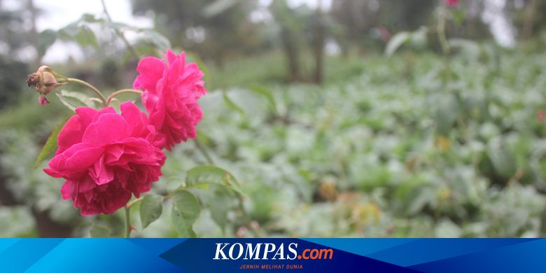  Mencari  Nilai Tambah Bunga  Mawar  Lereng Gunung Lawu 