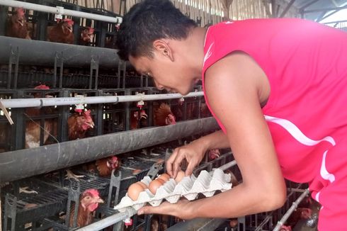Kisah Hardyan, Teknisi yang Beralih Jadi Pengusaha Ayam Petelur di NTT, Omzetnya Puluhan Juta Rupiah