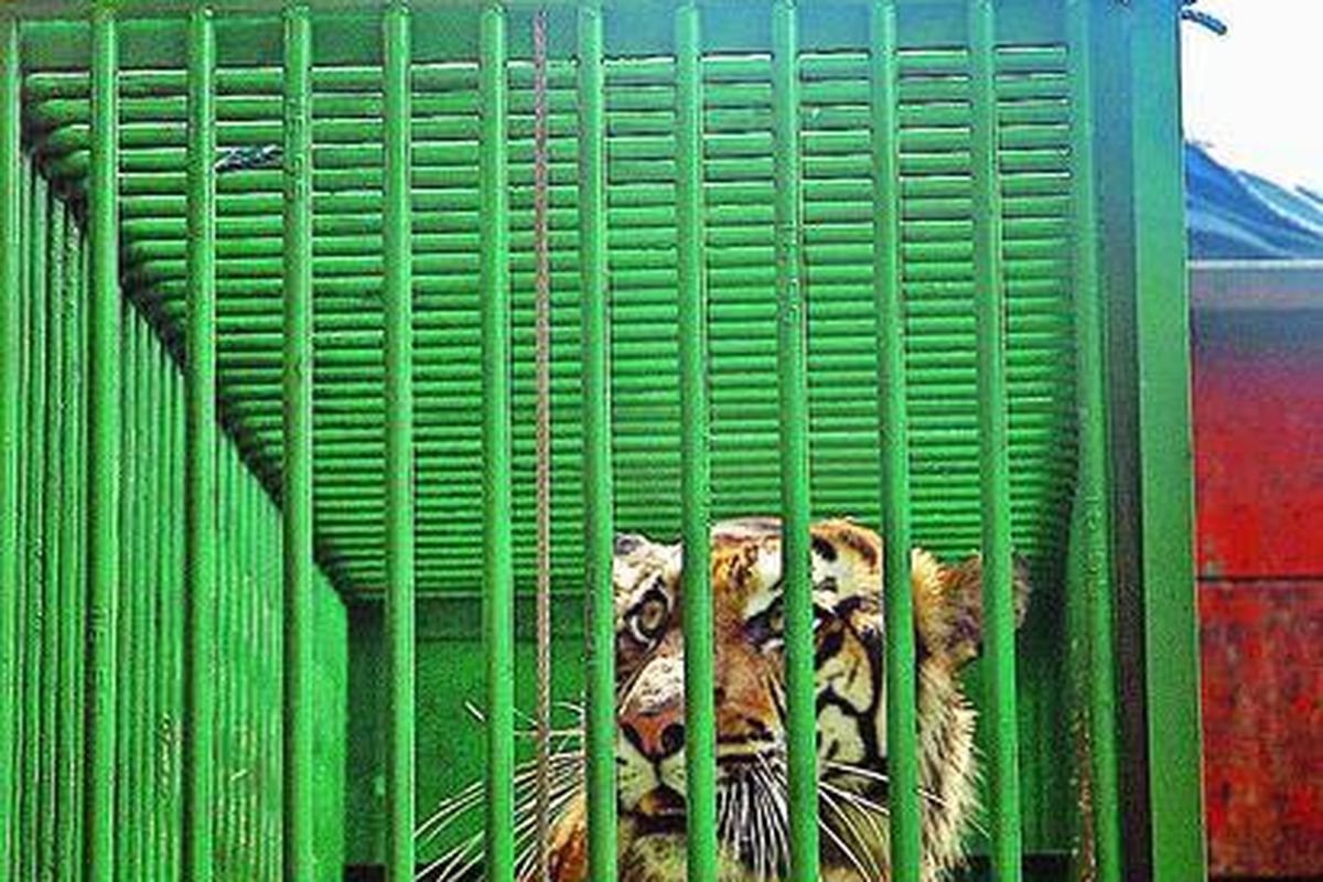 Seorang petugas hendak menurunkan seekor harimau sumatera (panthera tigris sumatrensis) betina bernama Uni yang baru tiba di Kebun Binatang Taman Rimbo Jambi, Kamis (7/1).