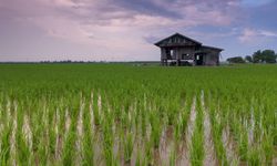 NTP Riau Naik 5,64 Persen Per November 2022, Gubri: Semoga Terus Meningkat