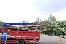 Anggaran Relokasi dan Penggantian Pohon Terkena Proyek MRT Jakarta Sebesar Rp 4 Miliar