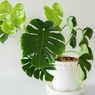 Penyebab Daun Monstera Menggulung dan Cara Mengatasinya