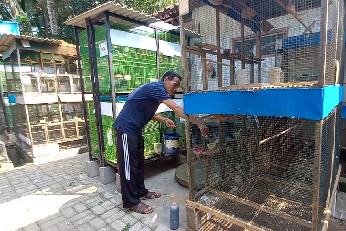 Hadi Suwignyo (59), salah satu guru di Madrasah Aliyah An-nawawi Berjan Purworejo yang sukses membudidayakan burung perkutut beromzet hingga jutaan rupiah.