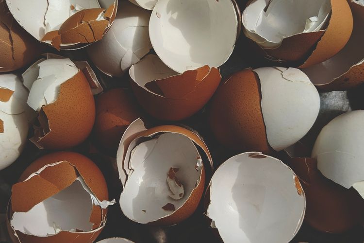 Ilustrasi cangkang telur. 