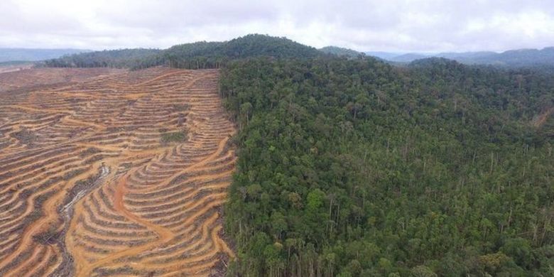 Hutan di Laman Kinipan, Kabupaten Lamandau, Kalimantan Tengah beralih fungsi.