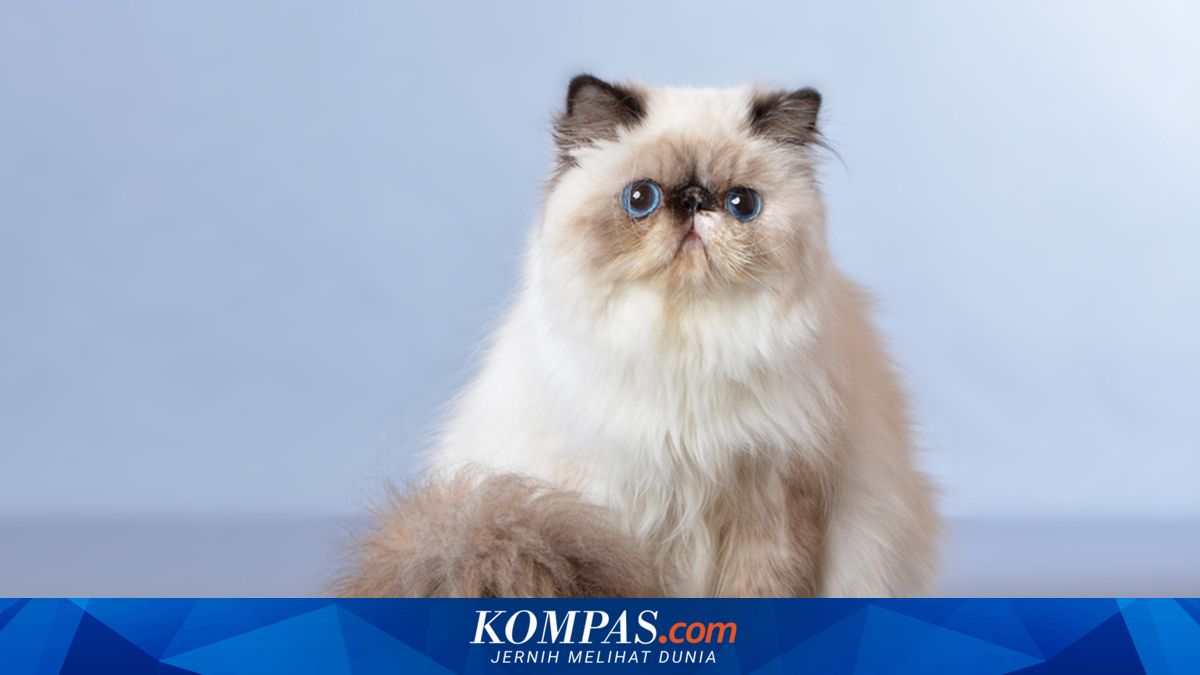 10 Ras Kucing Paling Populer di Dunia, Ada Persia hingga Main Coon