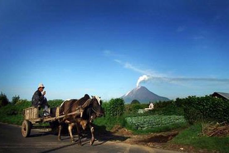 Petani pergi ke kebun sayur melintasi Jalan Udara di Kecamatan Simpang Empat, Kabupaten Karo, Sumatera Utara, Rabu (19/12/2012). Warga Karo dianugerahi tanah indah dan subur yang antara lain karena terdapat Gunung Sinabung. Material vulkanik Gunung Sinabung menyuburkan lahan pertanian.