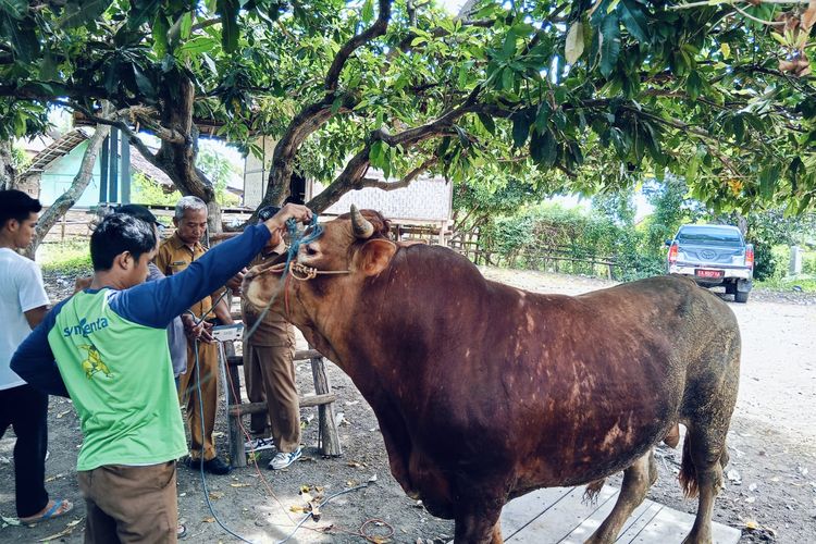 Harga Sapi Limosin Bisa Buat Beli 3 hingga 4 Ekor Sapi Biasa