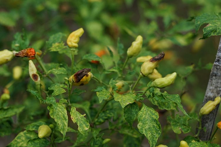 Penyakit antraknosa pada cabai