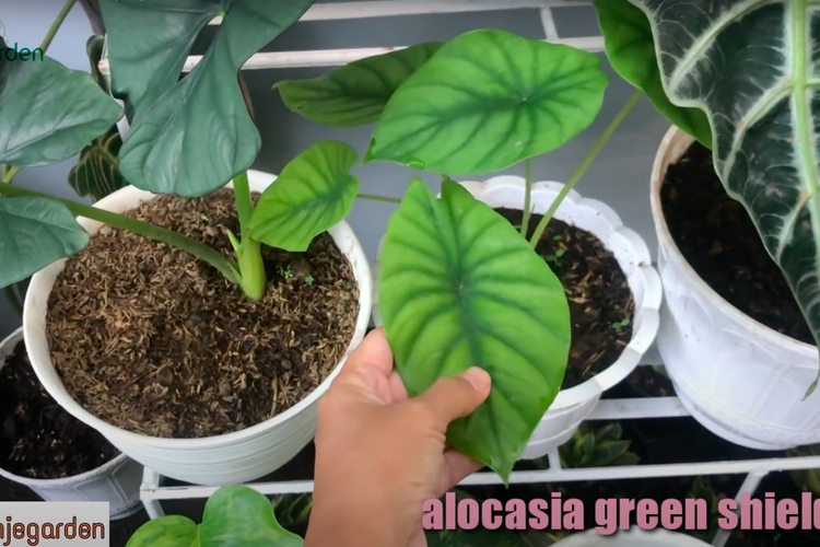 Alocasia Green Spield atau Alocasia Tengkorak Hijau memiliki daun yang cenderung lebih tipis dibandingkan dengan Alocasia yang lain.