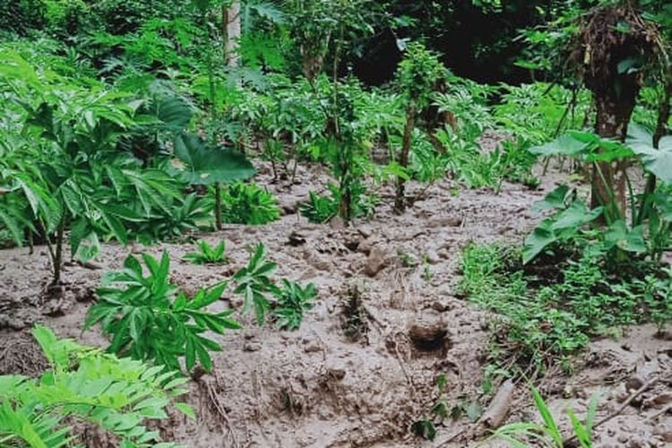 Tanaman Porang di Kampung Rana Kulan, Desa Rana Kulan, Kec. Elar, Kab. Manggarai Timur, NTT, Minggu, (31/1/2021) tertimbun tanah longsor.