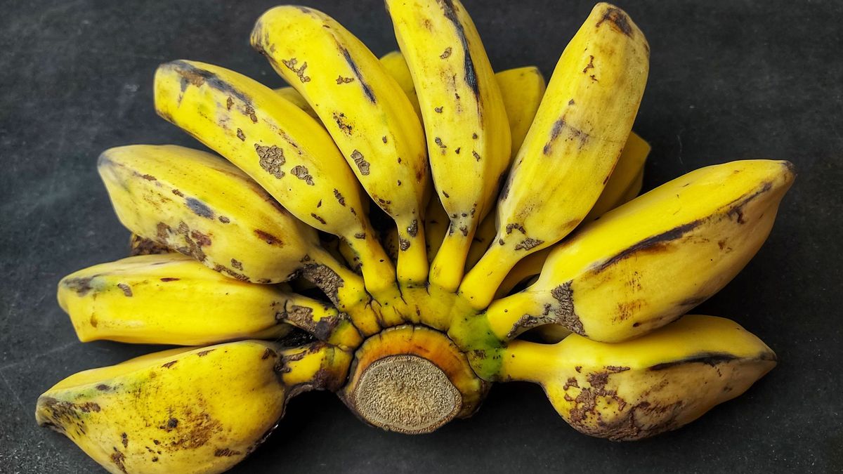 Cavendish Rentan Penyakit Layu Fusarium, RI Bisa Ubah Pisang Liar Jadi Varietas Unggul Tahan Krisis Iklim