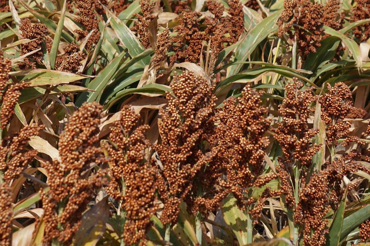 Ilustrasi tanaman sorgum.