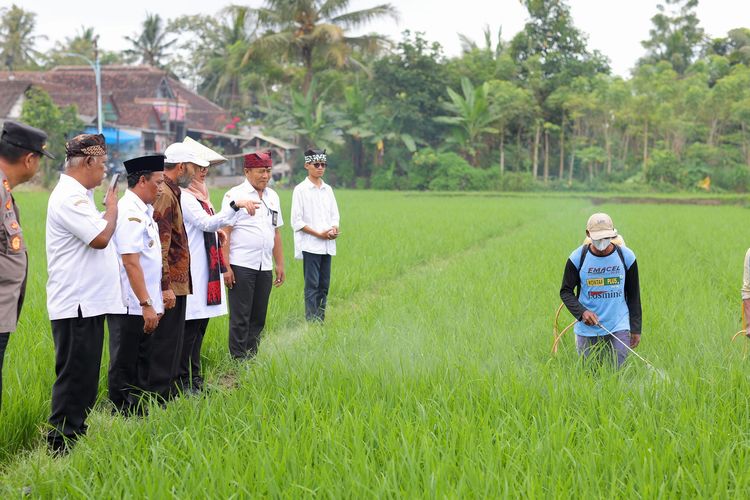 Bupati Banyuwangi Ipuk Fiestiandani saat mengunjungi lahan pertanian organik di Desa Sumberbaru, Kecamatan Singojuruh, bagian dari program Bupati Ngantor di Desa (Bunga Desa).
