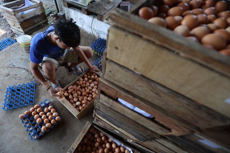 Peternak ayam petelur mensortir telur usai panen di kawasan Cibinong, Kabupaten Bogor, Selasa (23/8/2022). Dalam dua pekan ini harga telur terus mengalami kenaikan harga. Ditingkat peternak harga telur dijual Rp 28.500 per kilogram. Sedangkan di pedagang harga telur mencapai Rp 31.000 per kilogram.